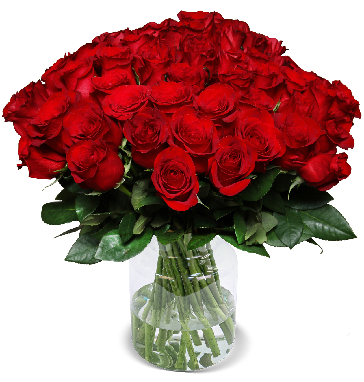 44 rote Rosen "ClassicRed" 44 rote Rosen "ClassicRed"