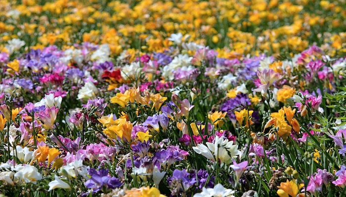 Blumen März Blumen März