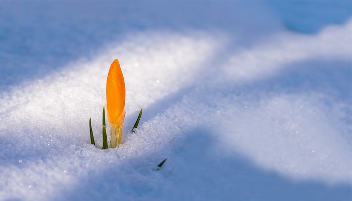 Rosen schneiden - Der richtige Schnitt für jede Rose Winterblumen