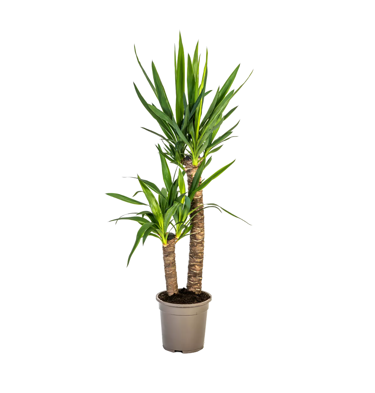 Yucca Elephantipes | Palmlilie | +/- 80cm | ø 19cm Topf