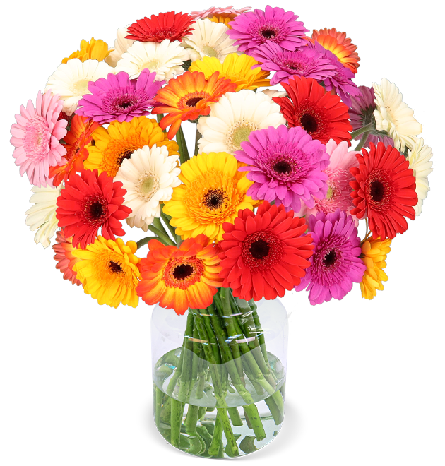 44 bunte Gerbera 