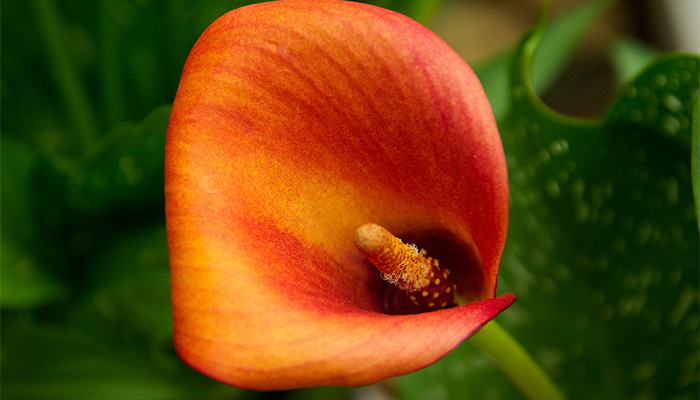 Calla Bedeutung - Das sagen Callas wirklich aus Calla Bedeutung