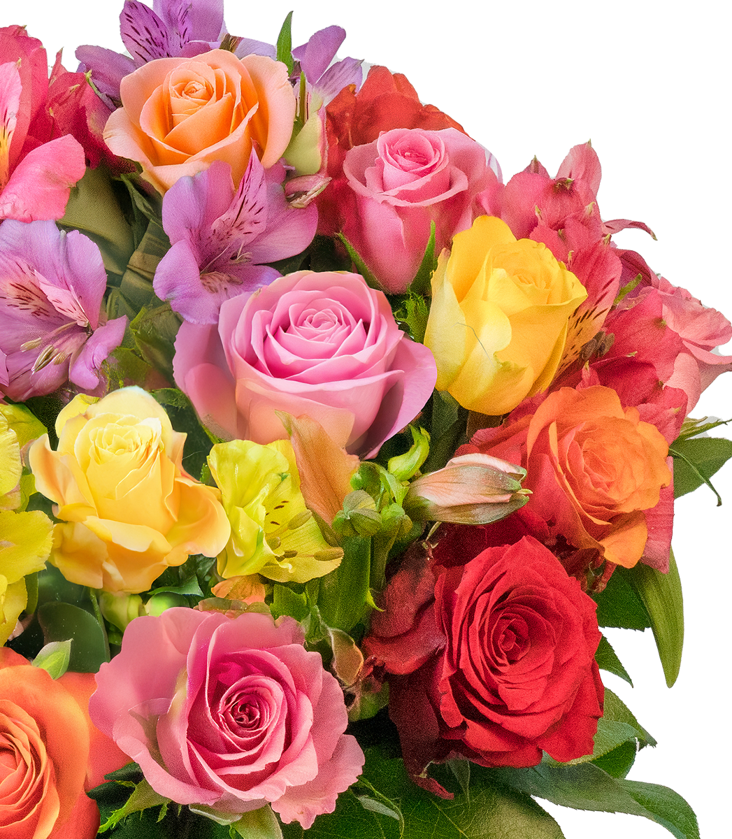Rosenglück mit bis zu 40 Blüten Rosenglück mit bis zu 40 Blüten