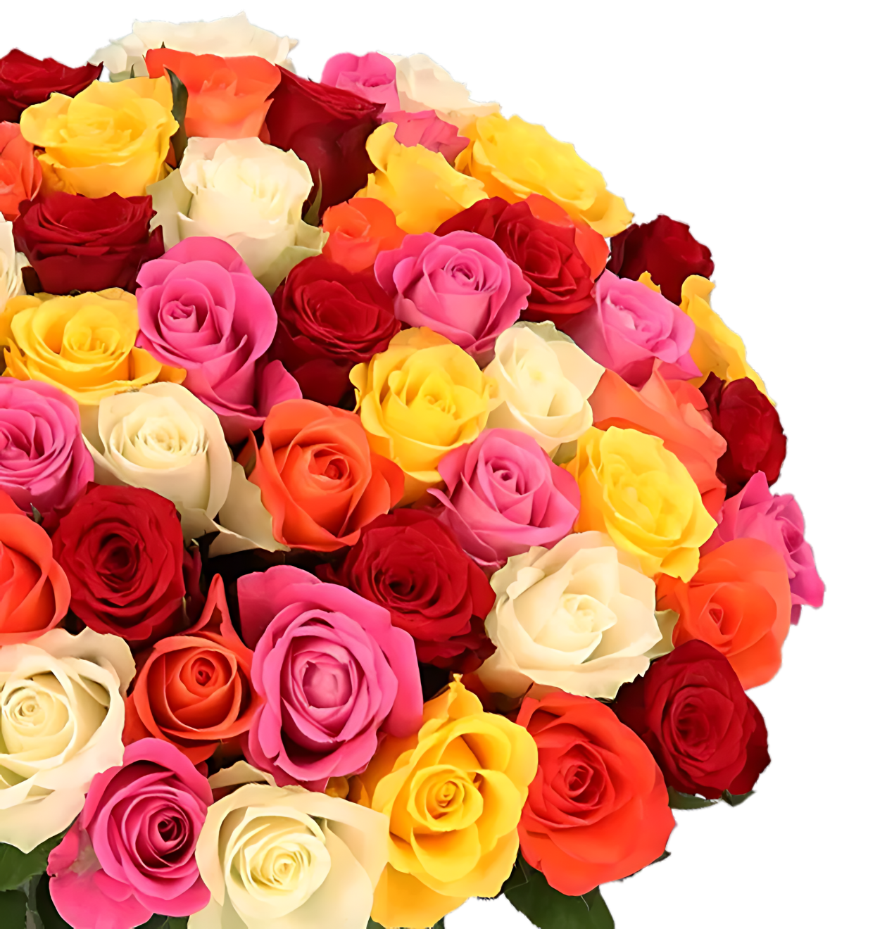 10 bunte Rosen