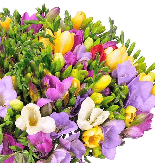 Bunte Freesien Bunte Freesien