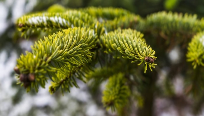 Weihnachtsbaum nadelt - Das kannst du dagegen tun! Weihnachtsbaum nadelt