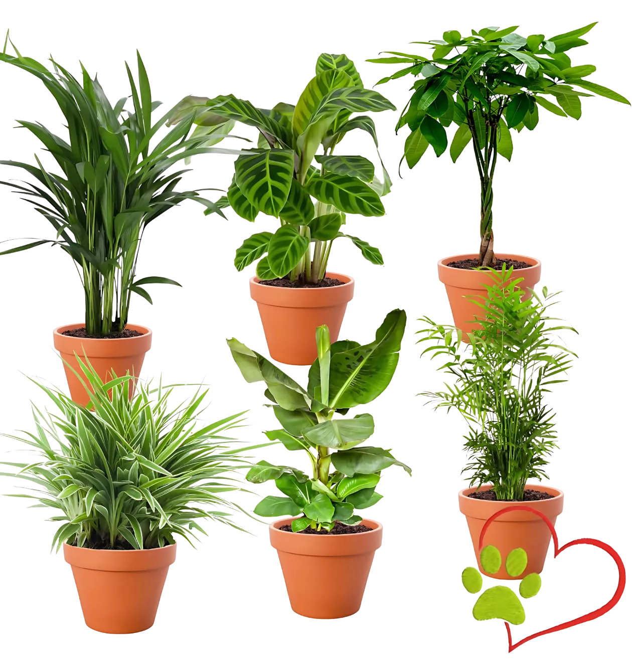 6er-Set “Tierfreund” | Bergpalme | Bananenpflanze | Goldfruchtpalme | Grünlilie | Korbmarante | Glückskastanie | +/- 30-60cm | ø 12-15cm Topf
