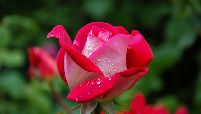 Rosen düngen – Der richtige Zeitpunkt für die Rosenpflege Rosen düngen