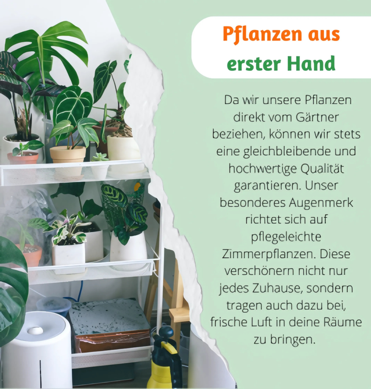 9er-Set | Pflanzenüberraschung | +/- 40-70cm | ø 12-15cm Topf