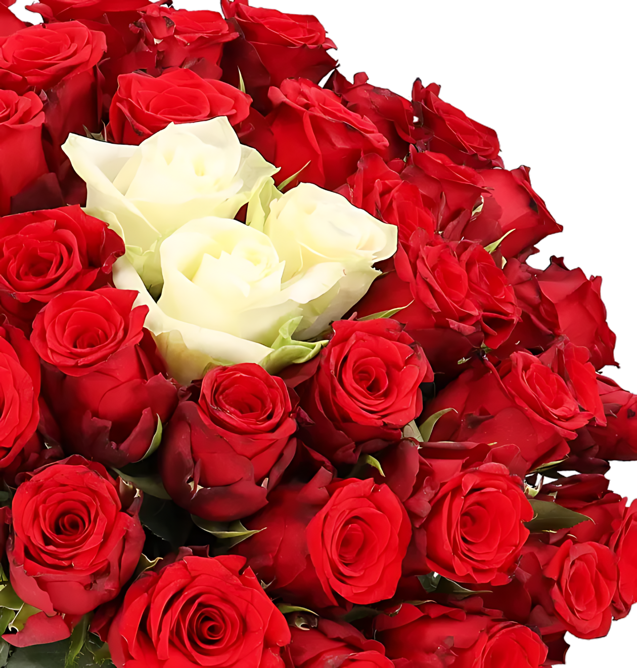 10 Rosen - “Sweetheart”