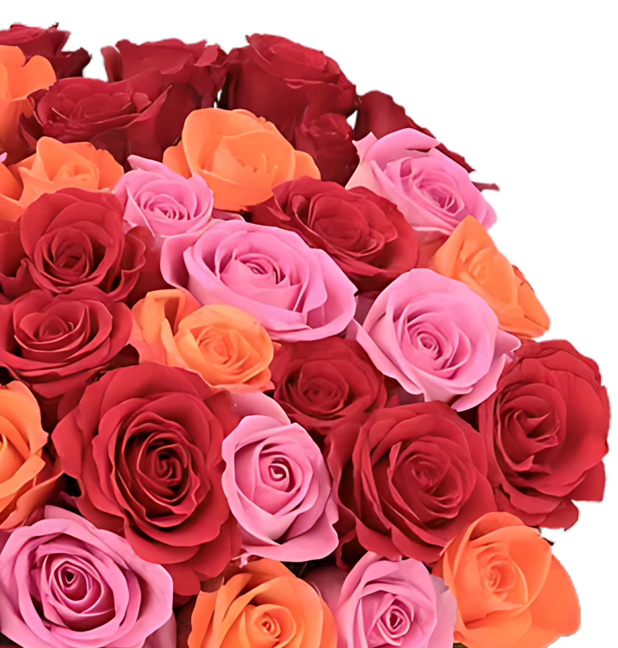60 Rosen - “Rosenbeet”