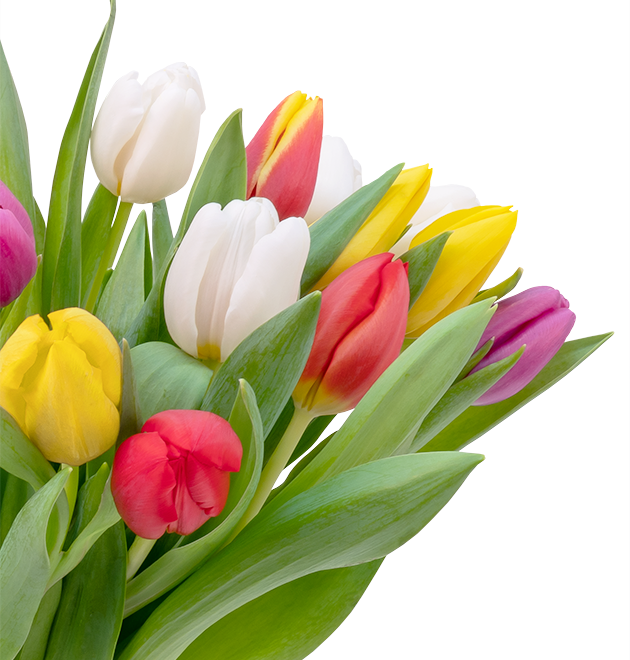 Bunte Tulpen Bunte Tulpen