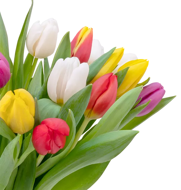 Bunte Tulpen Bunte Tulpen