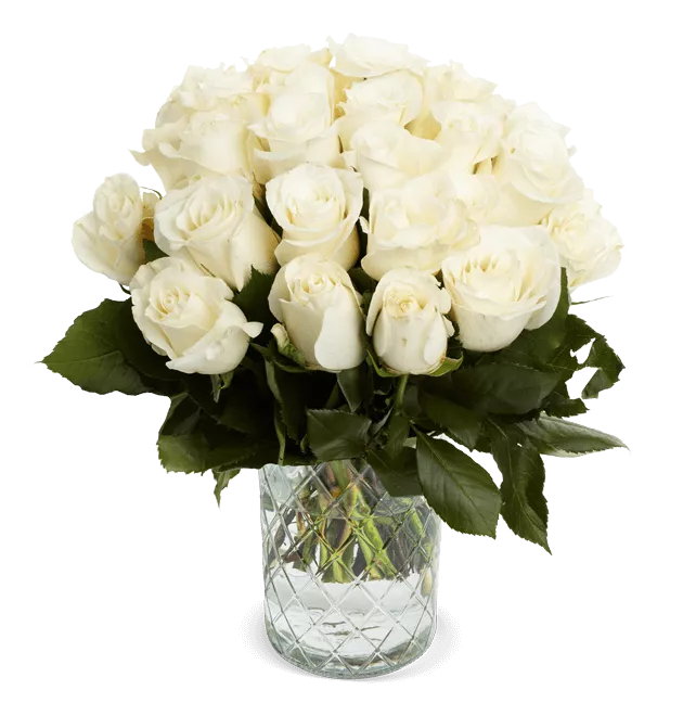 Weiße Rosen