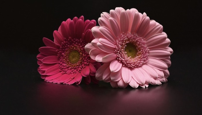 Gerbera Bedeutung - Das sagen Gerbera wirklich aus! Gerbera Bedeutung