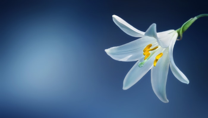 Geburtsblume Mai