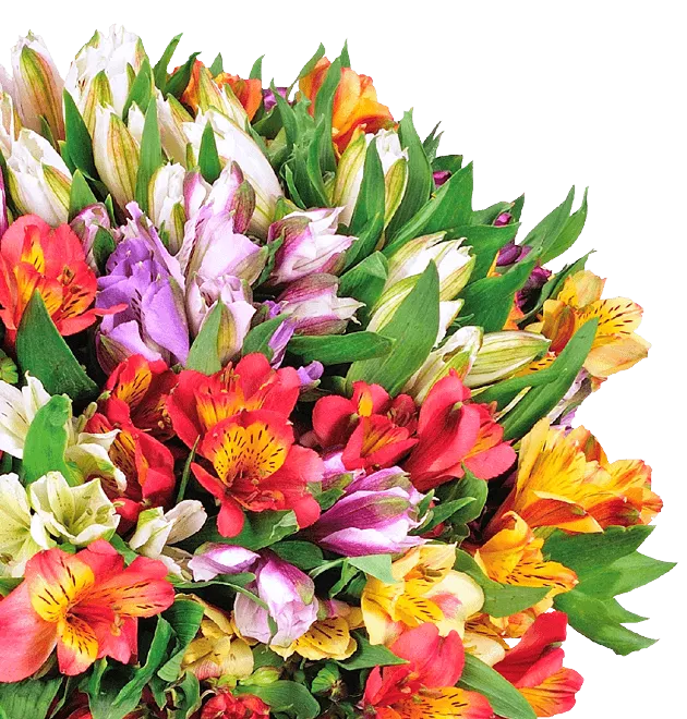 Alstroemeria - Inkalilien Alstroemeria - Inkalilien
