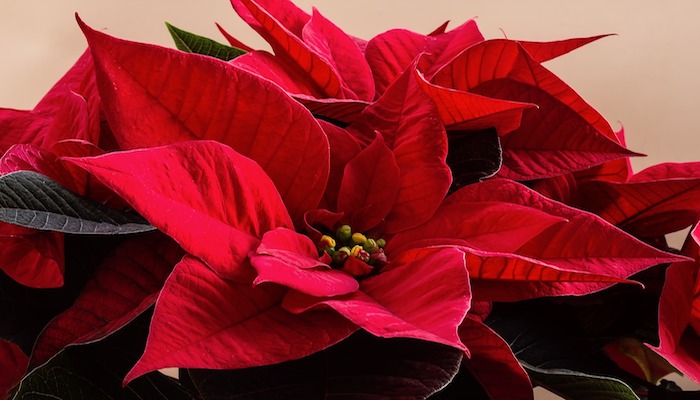 Geburtsblume Dezember - Der Weihnachtsstern ist die letzte Blume des Jahres Geburtsblume Dezember