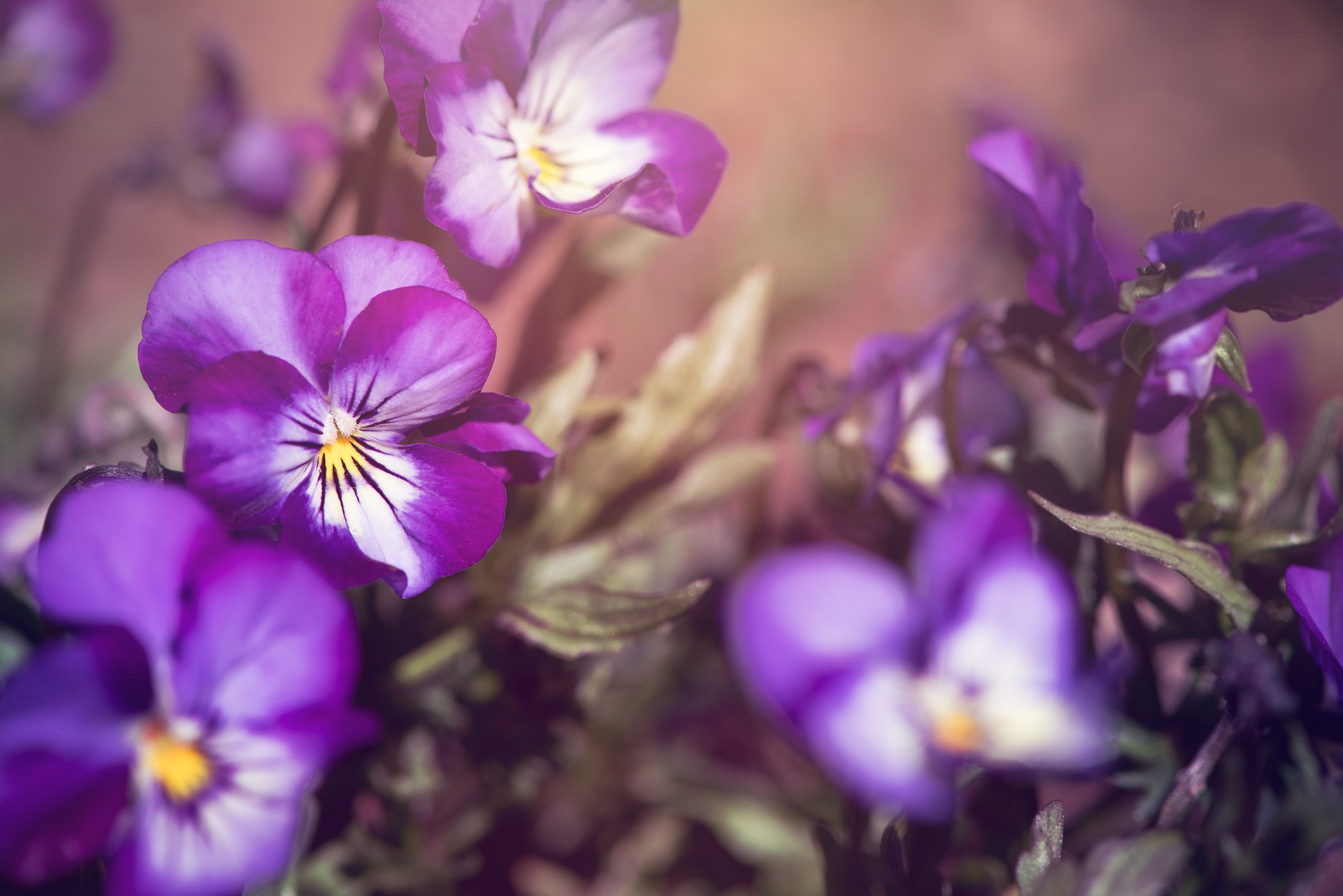 Geburtsblume Februar - Welche Bedeutung hat das Veilchen? Geburtsblume Februar
