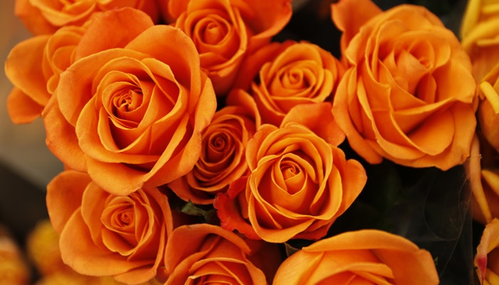 Blumen Oktober - Diese Blumen solltest du kennen Blumen Oktober