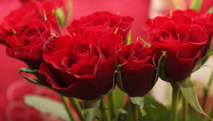 Rosen frisch halten - 5 einfache Pflegetipps Rosen frisch halten