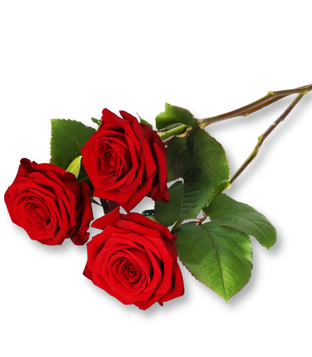 3 Red Naomi Rosen "Red Elegance"