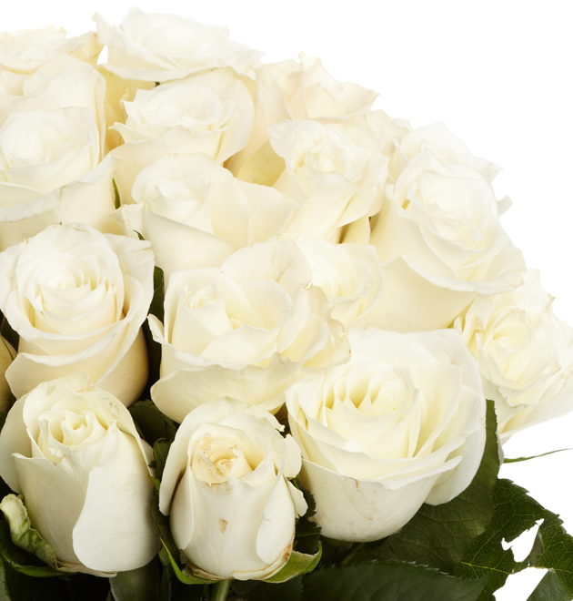 Weiße Rosen