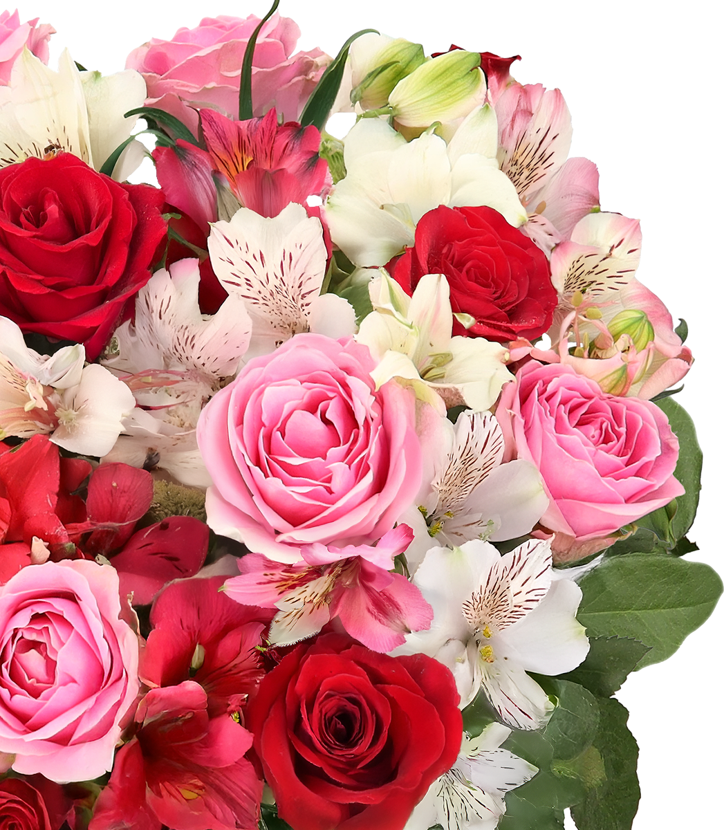Rosenwunder mit bis zu 40 Blüten Rosenwunder mit bis zu 40 Blüten