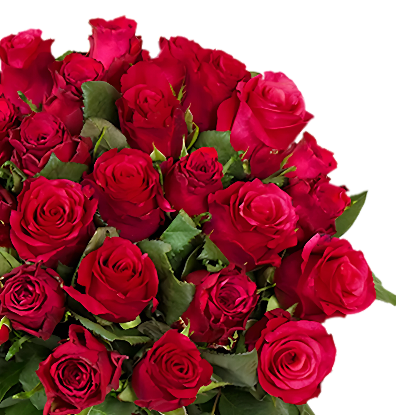 40 rote Rosen