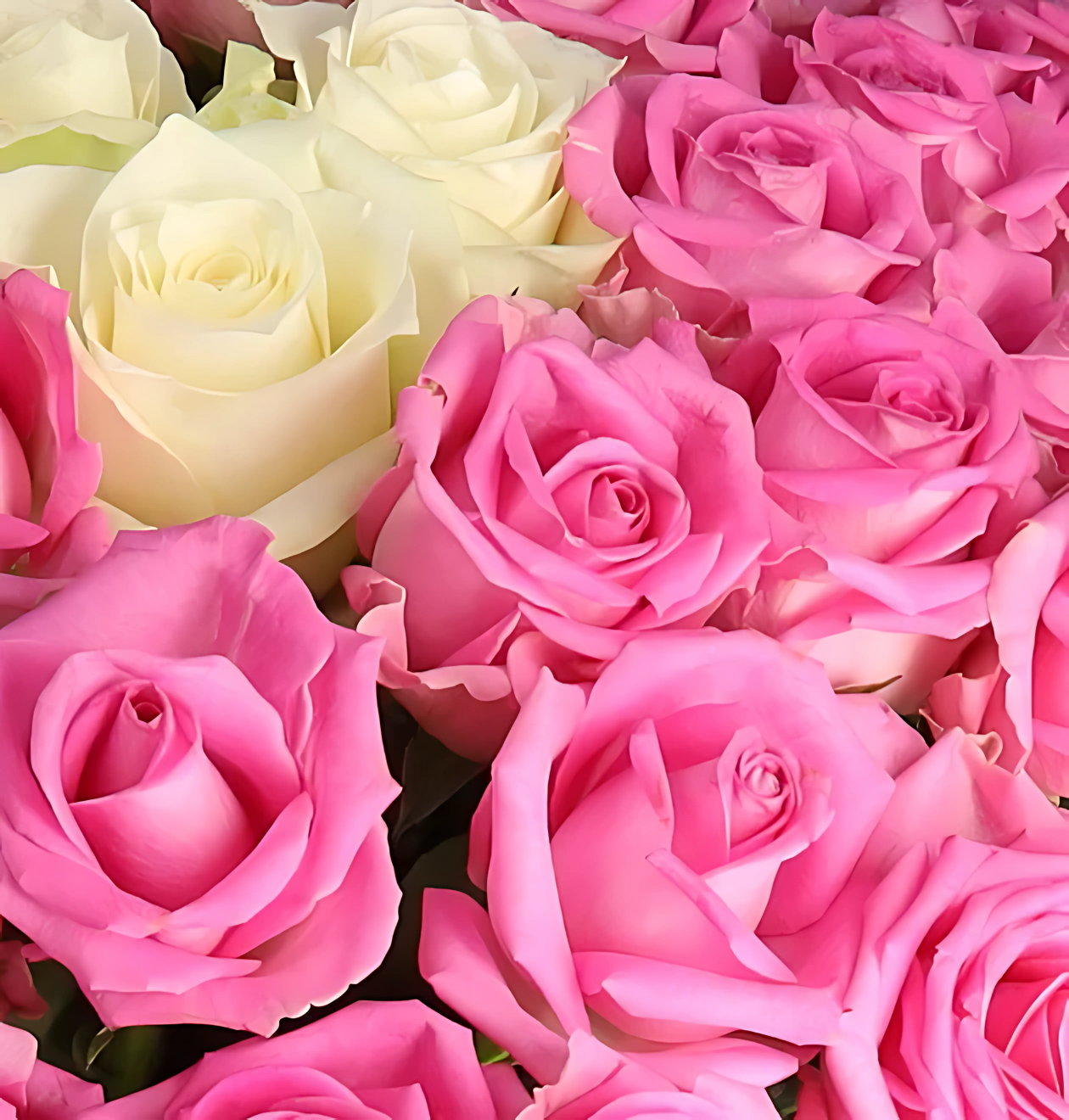 20 Rosen - “Pink Special” 60 Rosen - “Pink Special”