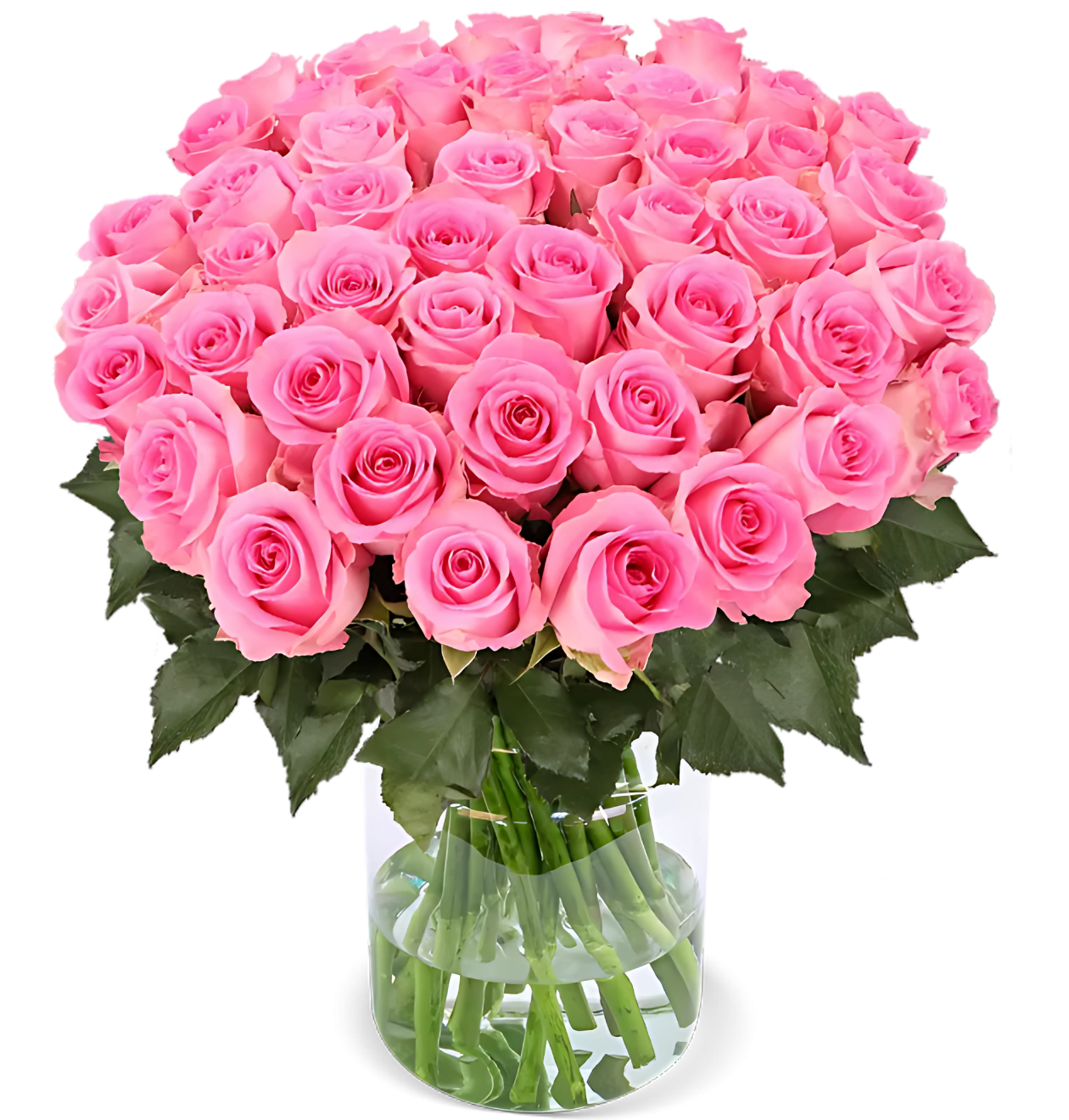40 pinke Rosen