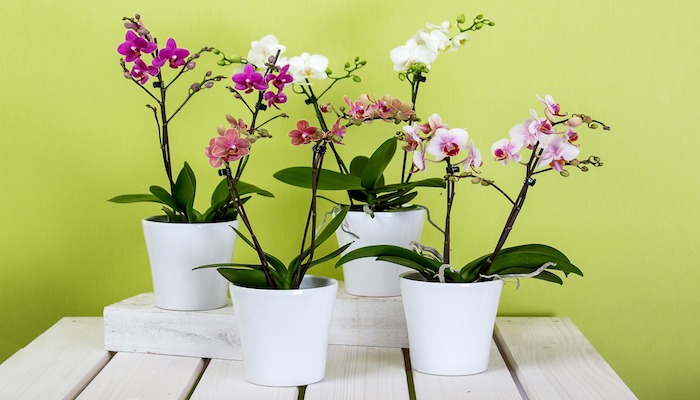 Orchidee Bedeutung - Blumensprache und Symbolik der Orchidee Orchidee Bedeutung