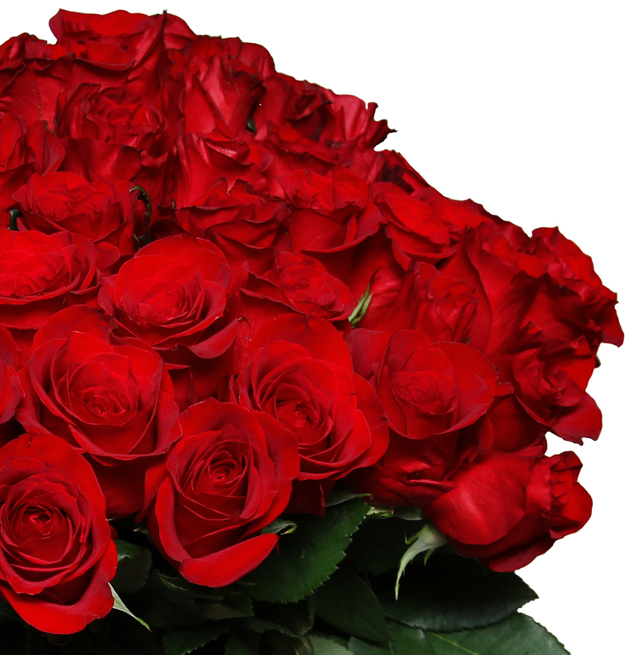 44 rote Rosen "ClassicRed" 44 rote Rosen "ClassicRed"