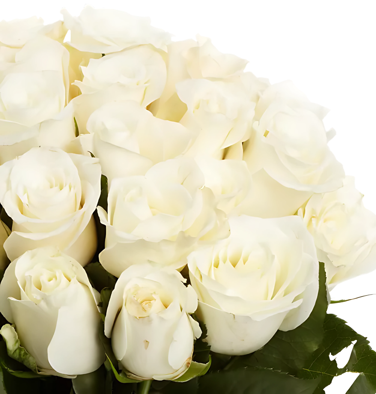60 weiße Rosen