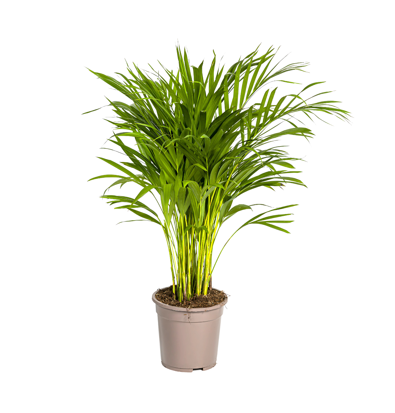 Dypsis Areca Lutescens | Goldfruchtpalme | +/- 90cm | ø 19cm Topf