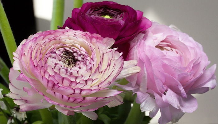 Blumen Januar - Diese Blumen dominieren den Januar Blumen Januar