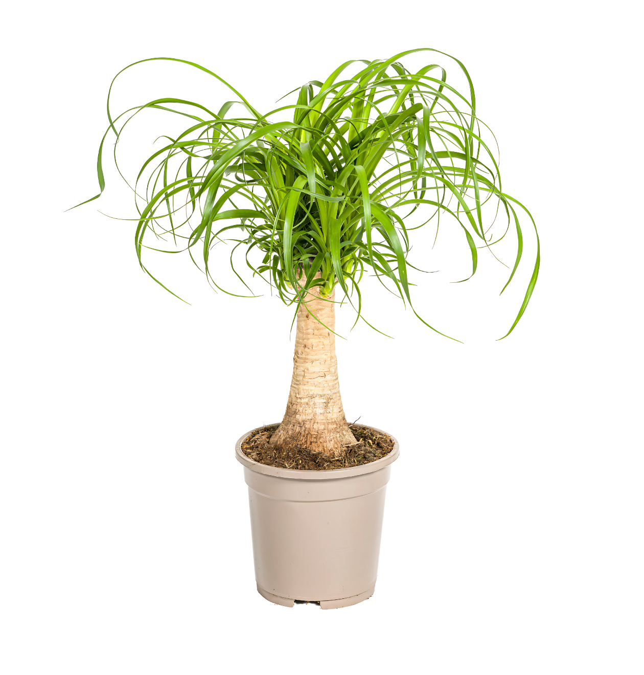 Beaucarnea Recurvata “Stamm” | Elefantenfuß | +/- 50cm | ø 17cm Topf