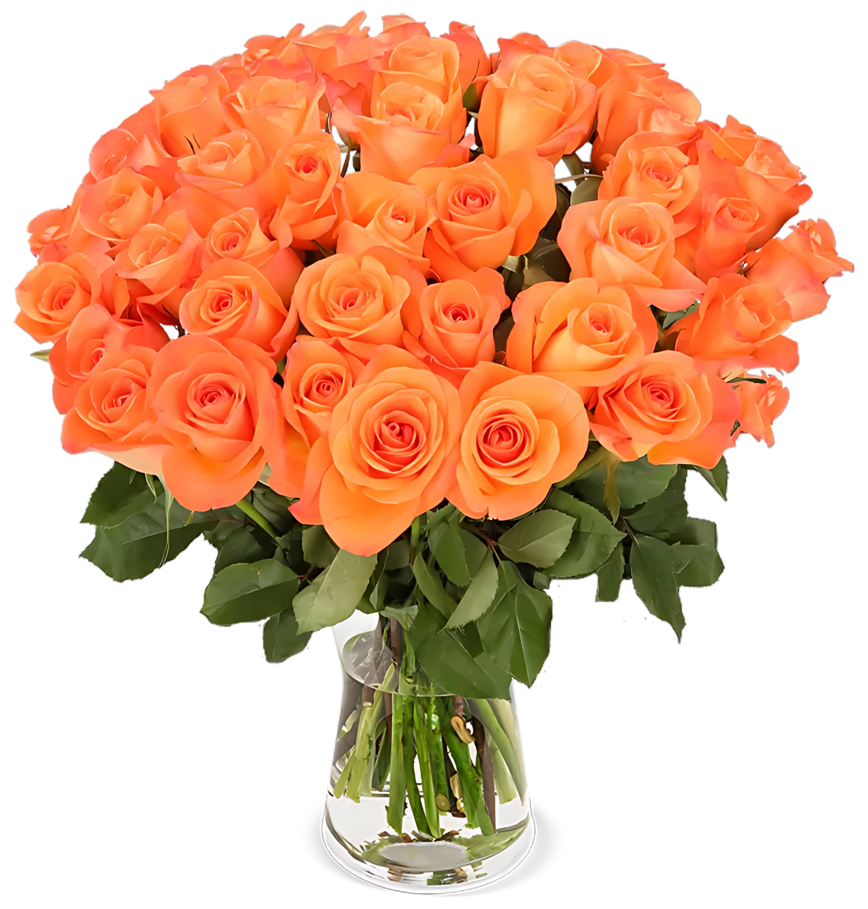 60 orange Rosen