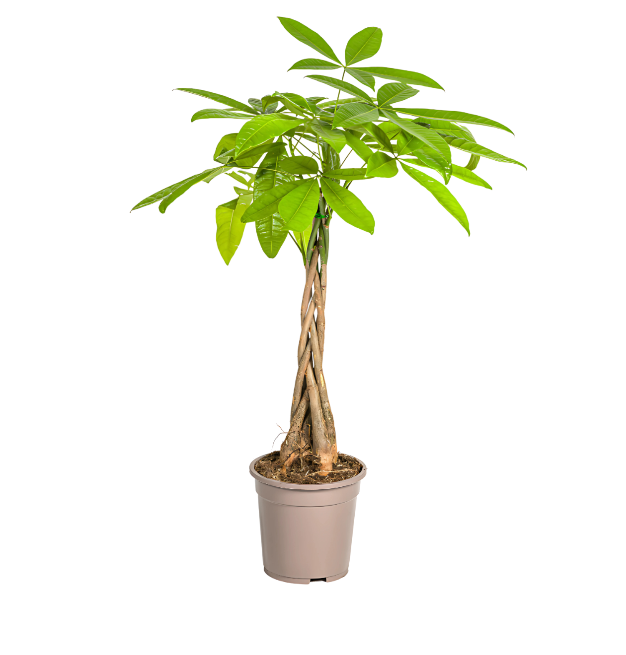 Pachira Aquatica | Glückskastanie | +/- 80cm | ø 19cm Topf