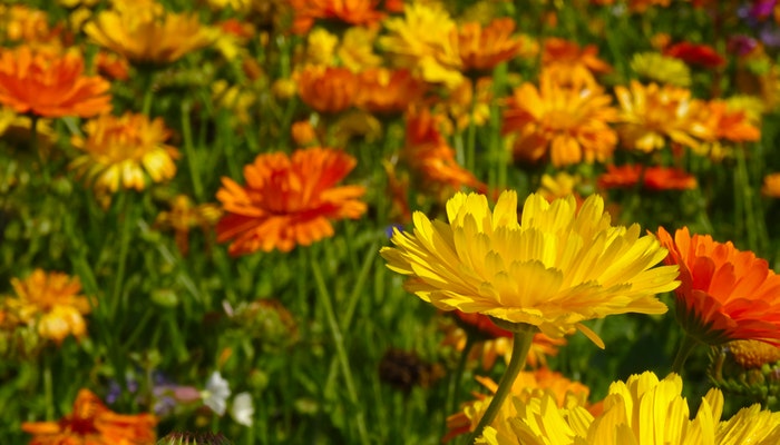 Geburtsblume Oktober - Die Ringelblume erwartet dich im Oktober Geburtsblume Oktober