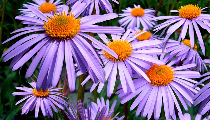 Geburtsblume September - Die Aster kennt jeder Geburtsblume September