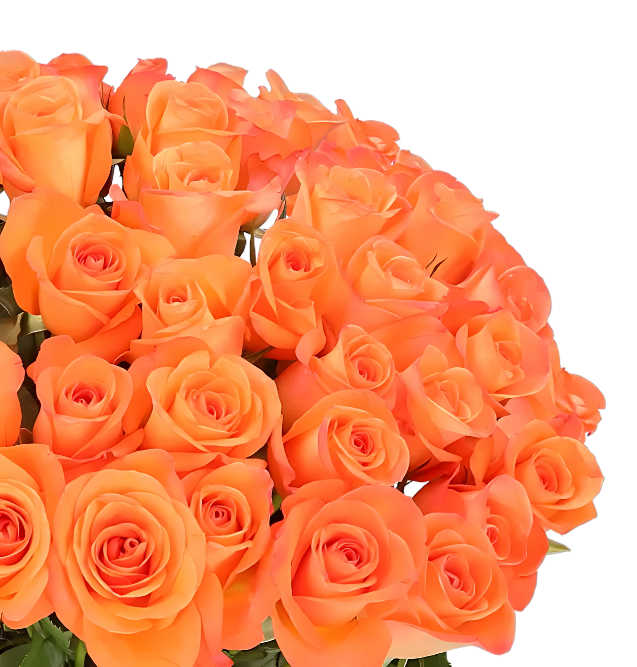 10 orange Rosen 60 orange Rosen