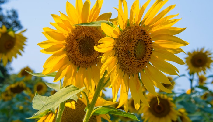 Blumen August - Diese Blumen solltest du nicht verpassen Blumen August