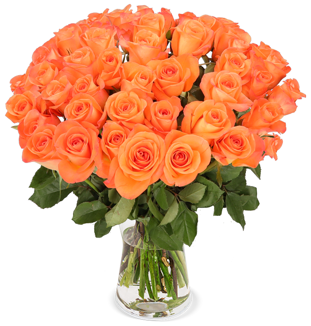  50 orange Rosen