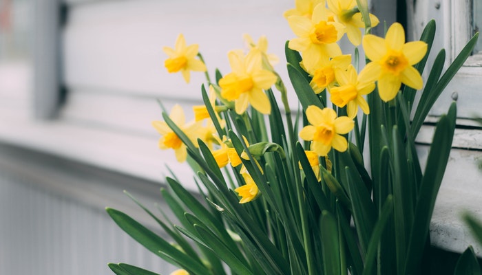 Geburtsblume März - Wem gratuliert die Osterglocke im März? Geburtsblume März