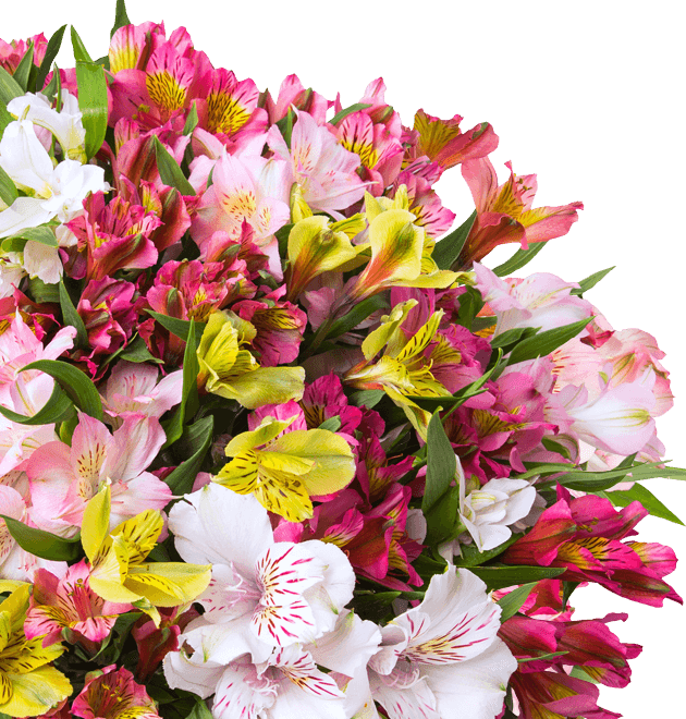 Alstroemeria - Inkalilien Alstroemeria - Inkalilien