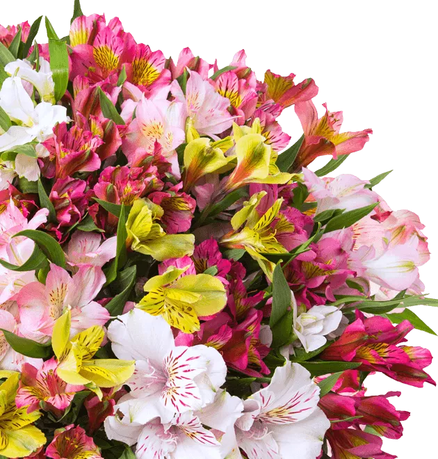 Alstroemeria - Inkalilien Alstroemeria - Inkalilien