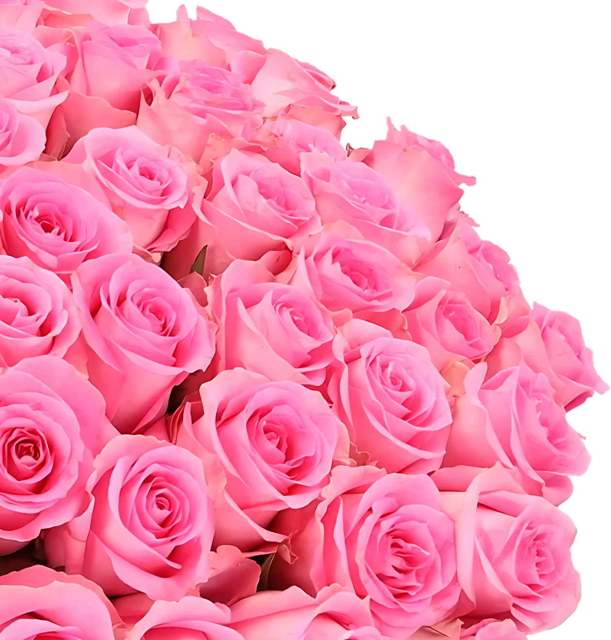 40 pinke Rosen