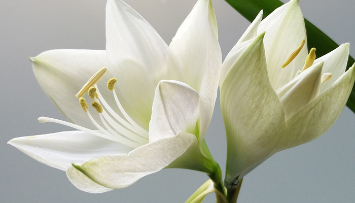 Lilienarten - Die schönsten Liliensorten im Kurzportrait Lilienarten