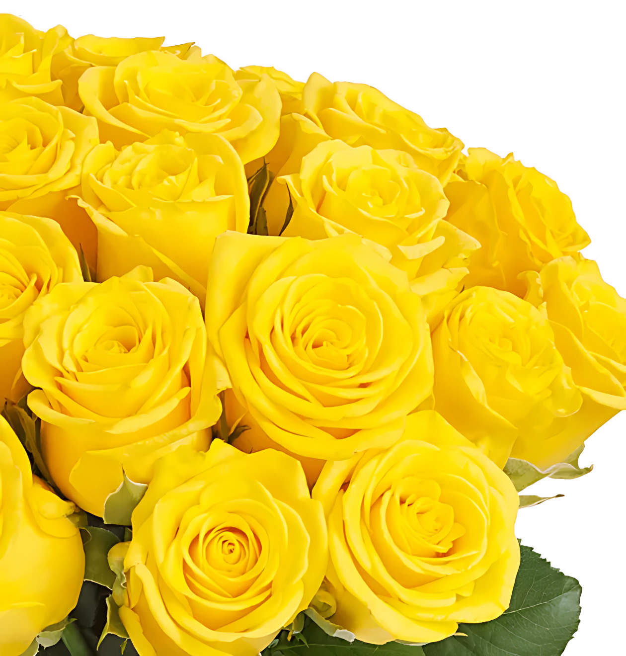 10 gelbe Rosen